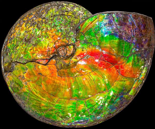 Investigating Ammolite with Canadian Mining Specialist Korite - - Ammonite Fossil