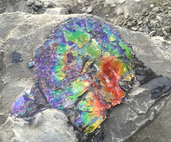 Investigating Ammolite with Canadian Mining Specialist Korite - - Ammonite in