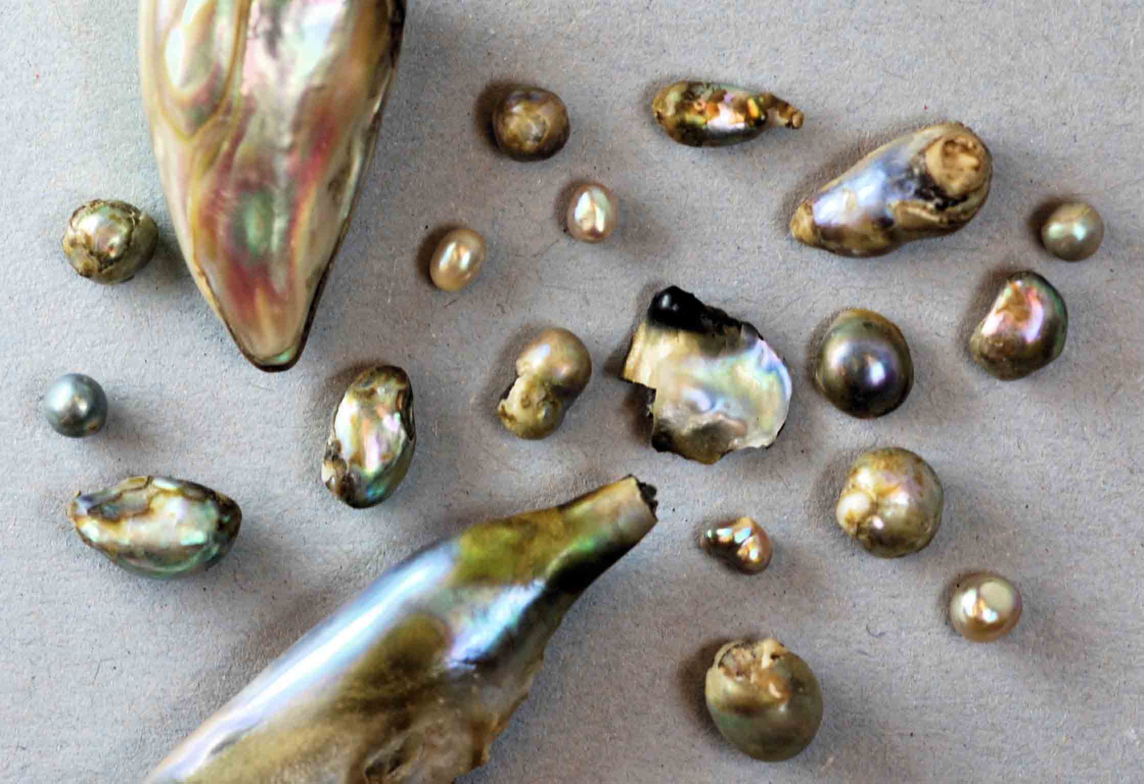 Pearl Abalone Pearls GemA 052