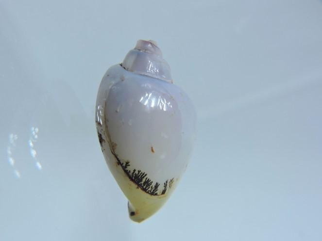 Snail Shell Replaced by Chalcedony Fossils as decorative objects Gem A Blog