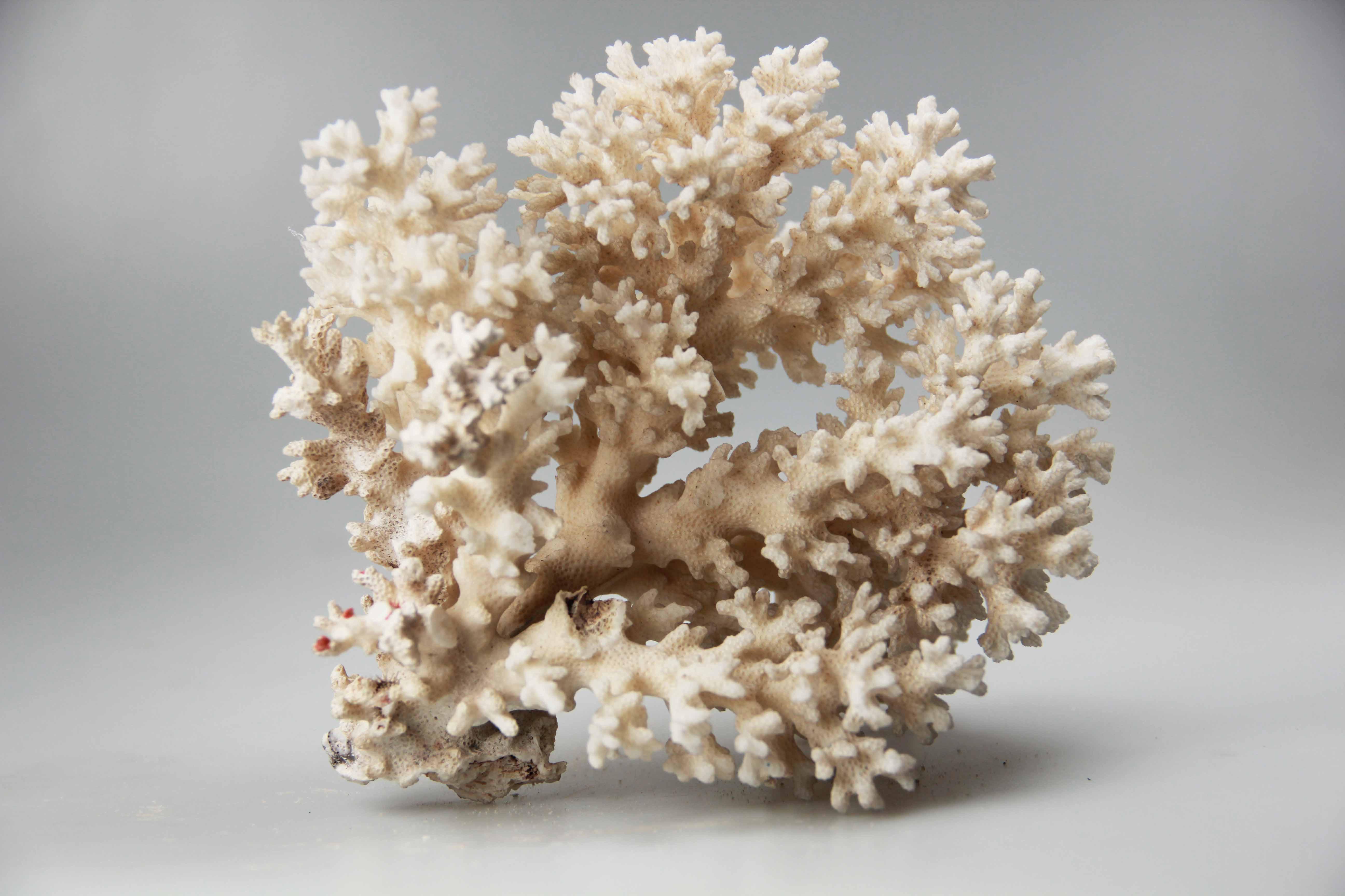 Hidden Treasures: Highlights of Gem-A's Gemstones and Minerals Collection - - Coral skeleton Gem A HM
