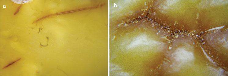 An Update on Identification Features of Treated Baltic Amber - - Beeswax amber