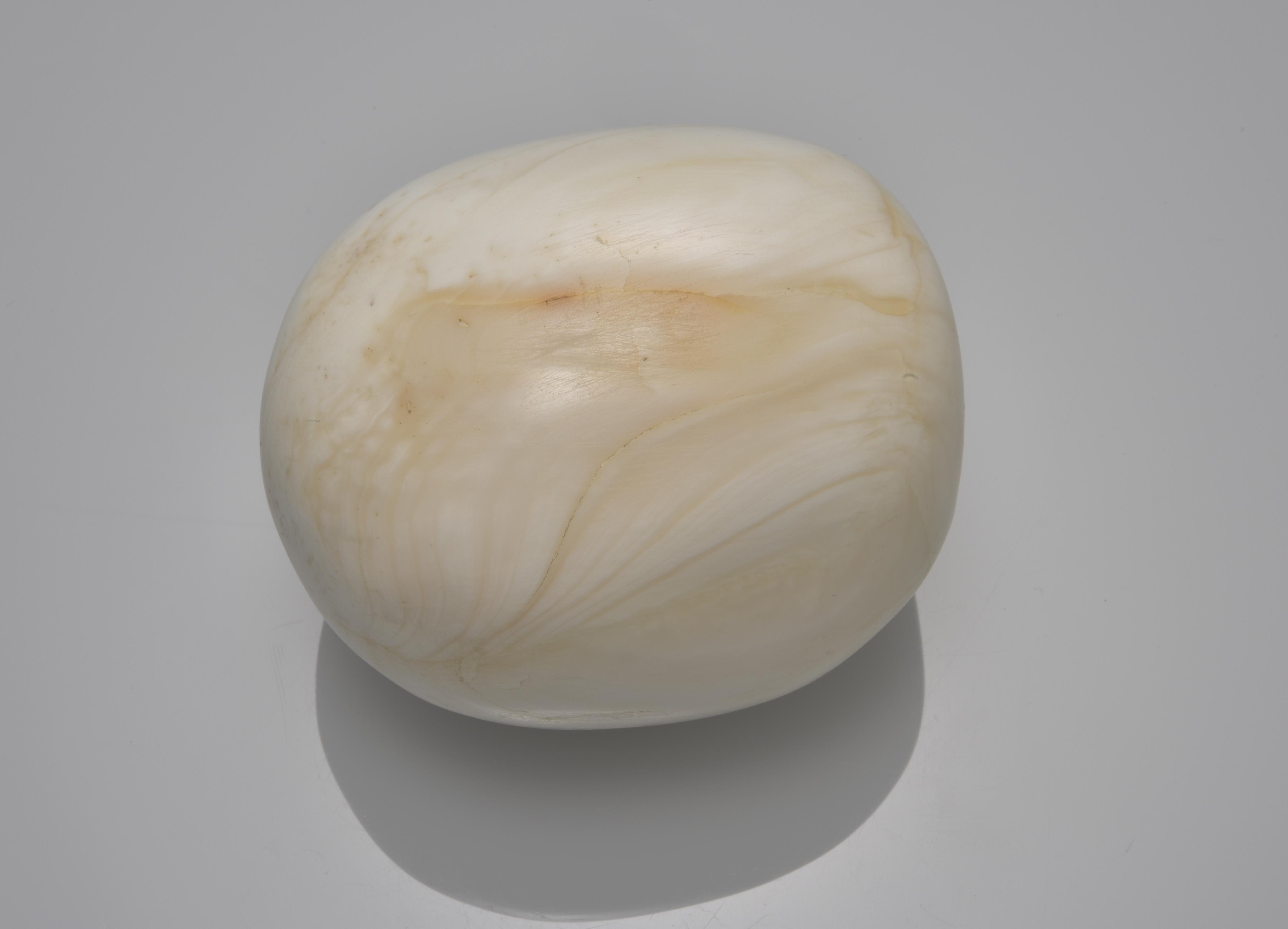 giant clam pearl price
