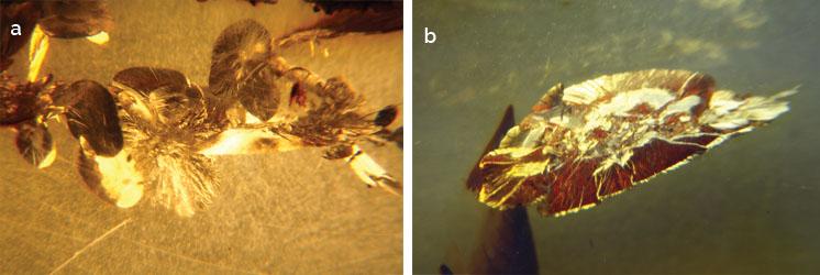 An Update on Identification Features of Treated Baltic Amber - - Sun spangle