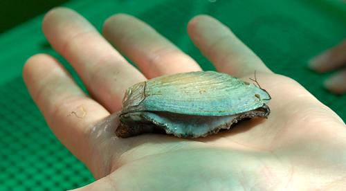 Diving into the World of New Zealand Paua Shells - - Molusc paua shell image