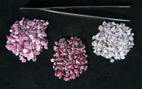 Initial sorting experiments of the rough gem corundum. L-R medium pink, red, lilac pink. Image courtesy of True North Gems Inc. Aappaluttoq, Greenland