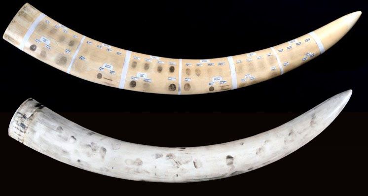 The Role of Fingerprinting Technology in the Fight Against the Ivory Trade