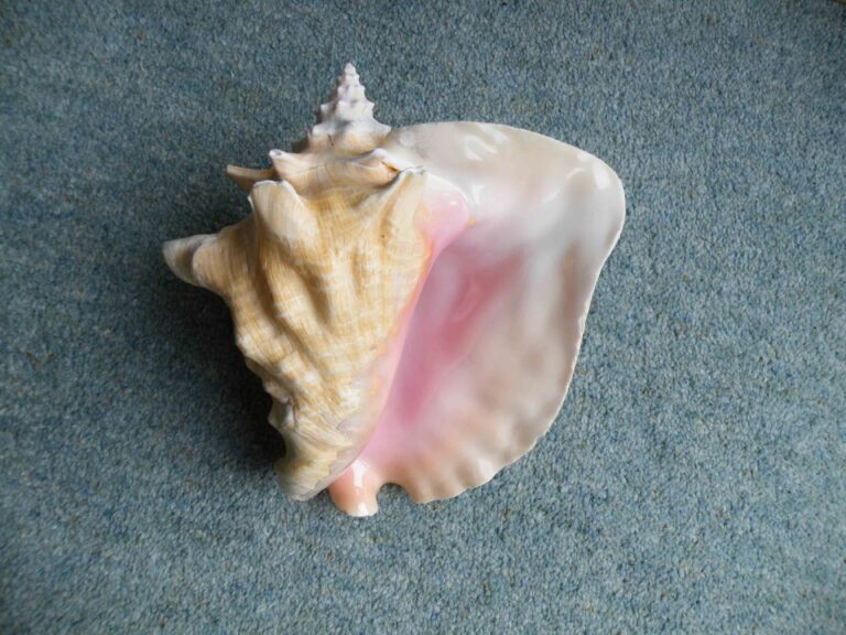 Understanding Rare Non-Nacreous Pearls | Gem-A